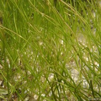 Syringodium isoetifolium (Asch.) Dandy